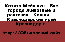 Котята Мейн кун - Все города Животные и растения » Кошки   . Краснодарский край,Краснодар г.